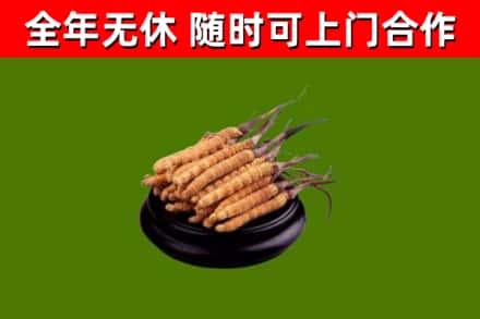 唐河县回收冬虫夏草