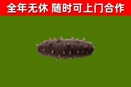唐河县回收海参干
